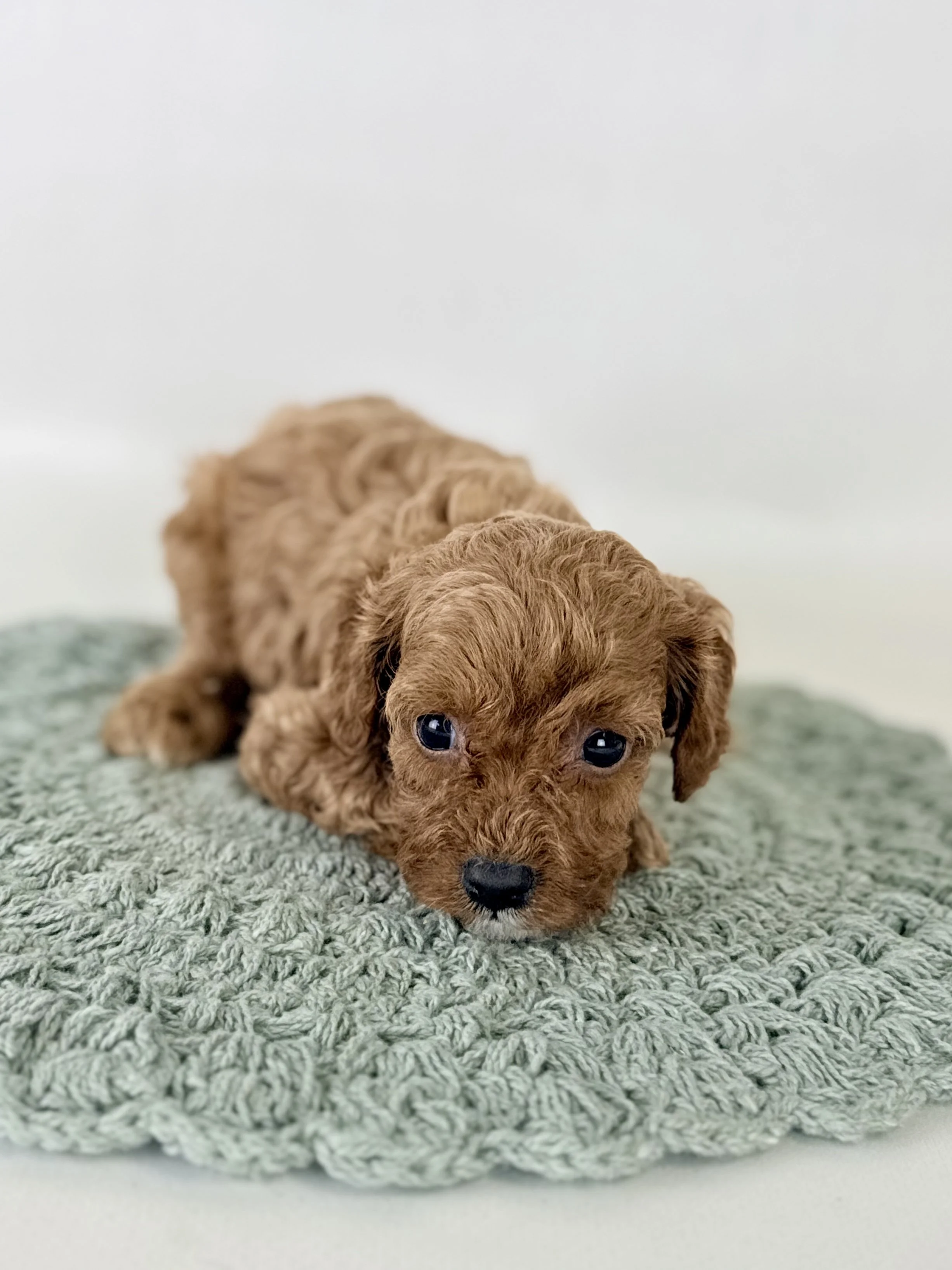 Cavapoo Puppies Located in Goldsboro, NC