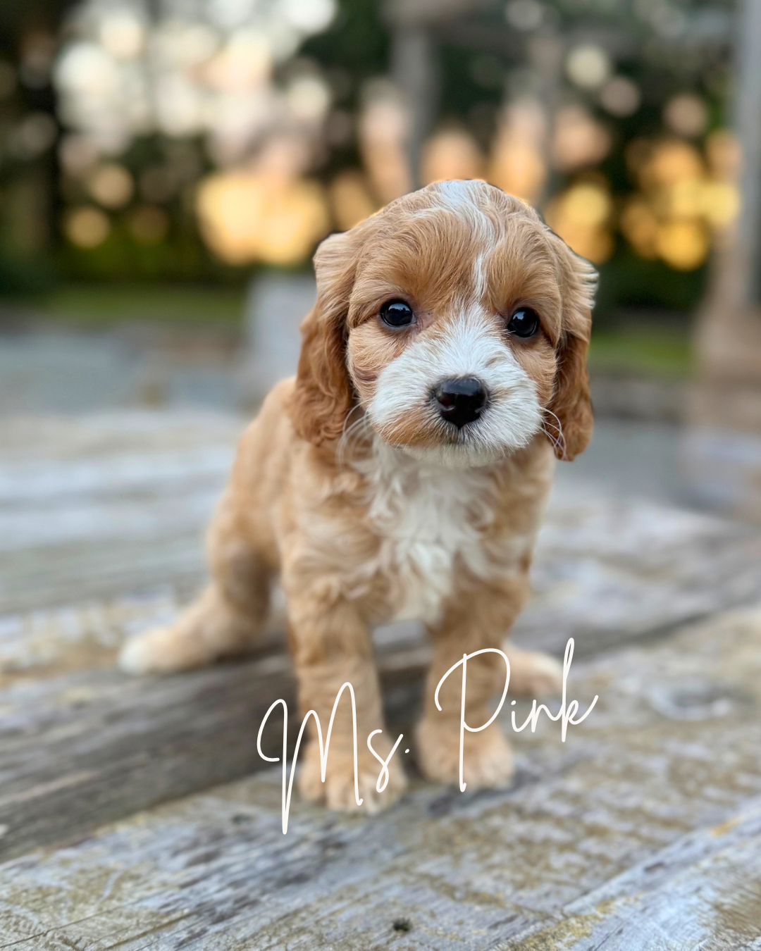 cavapoo puppy nc