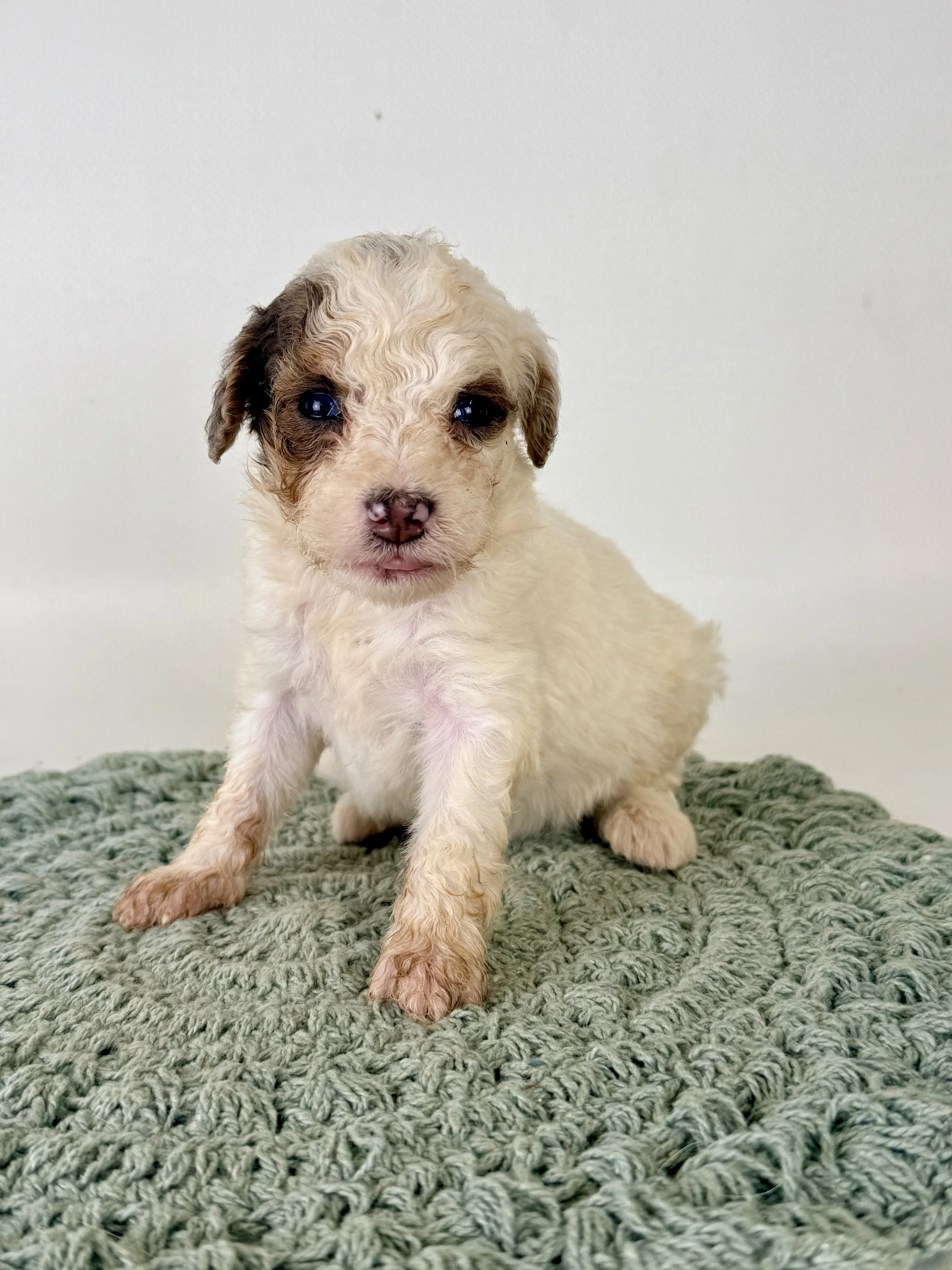 Mini Bernedoodle Puppies NC