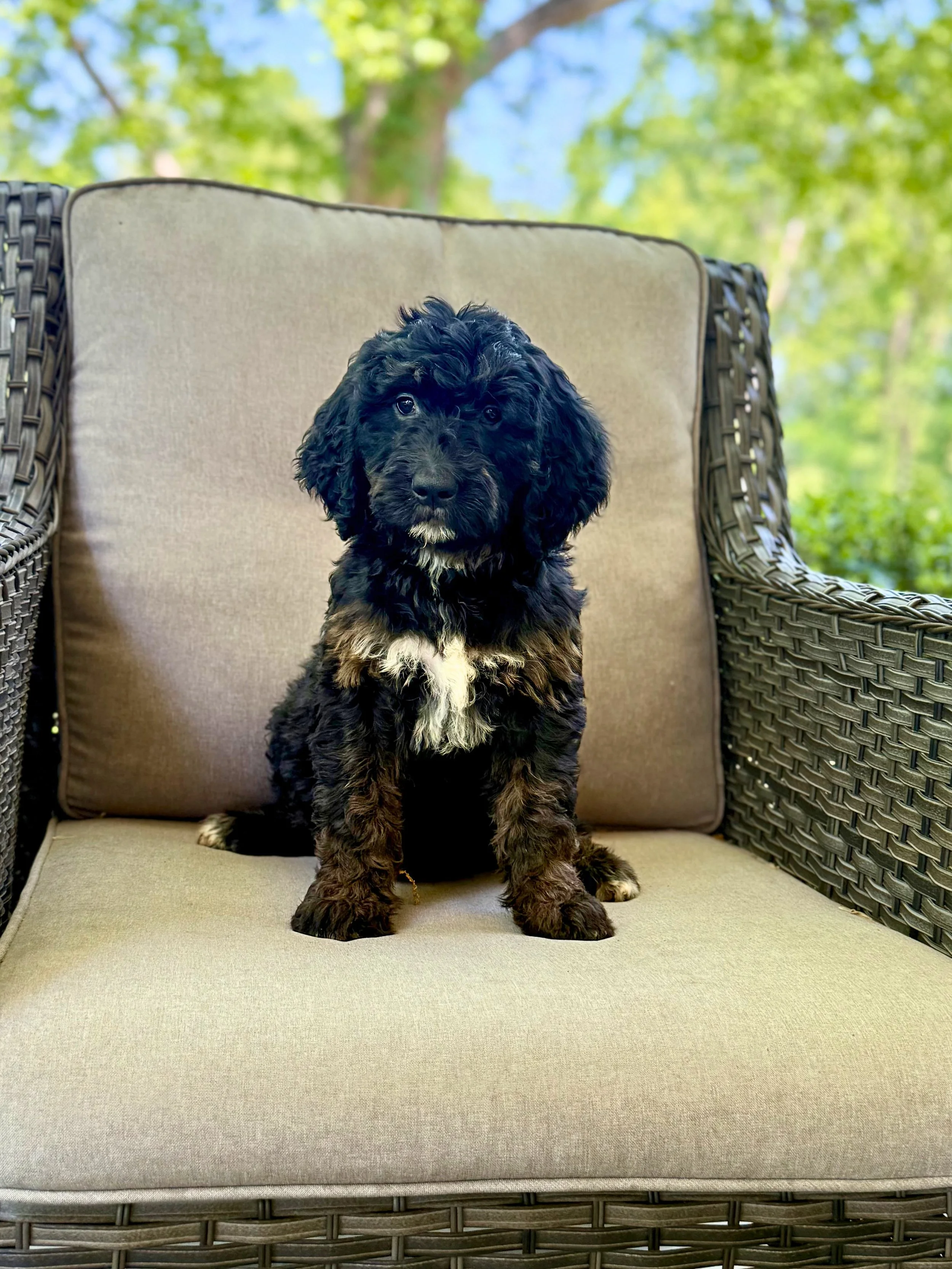 Bernedoodle Puppies Located in Goldsboro, NC
