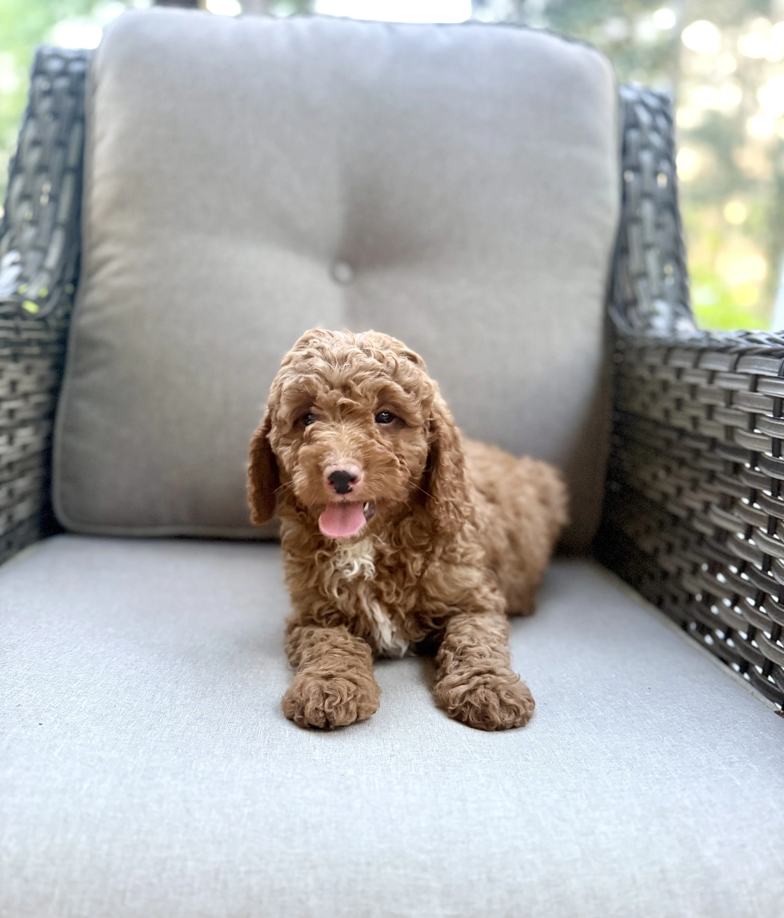 Mini Bernedoodle Puppies NC