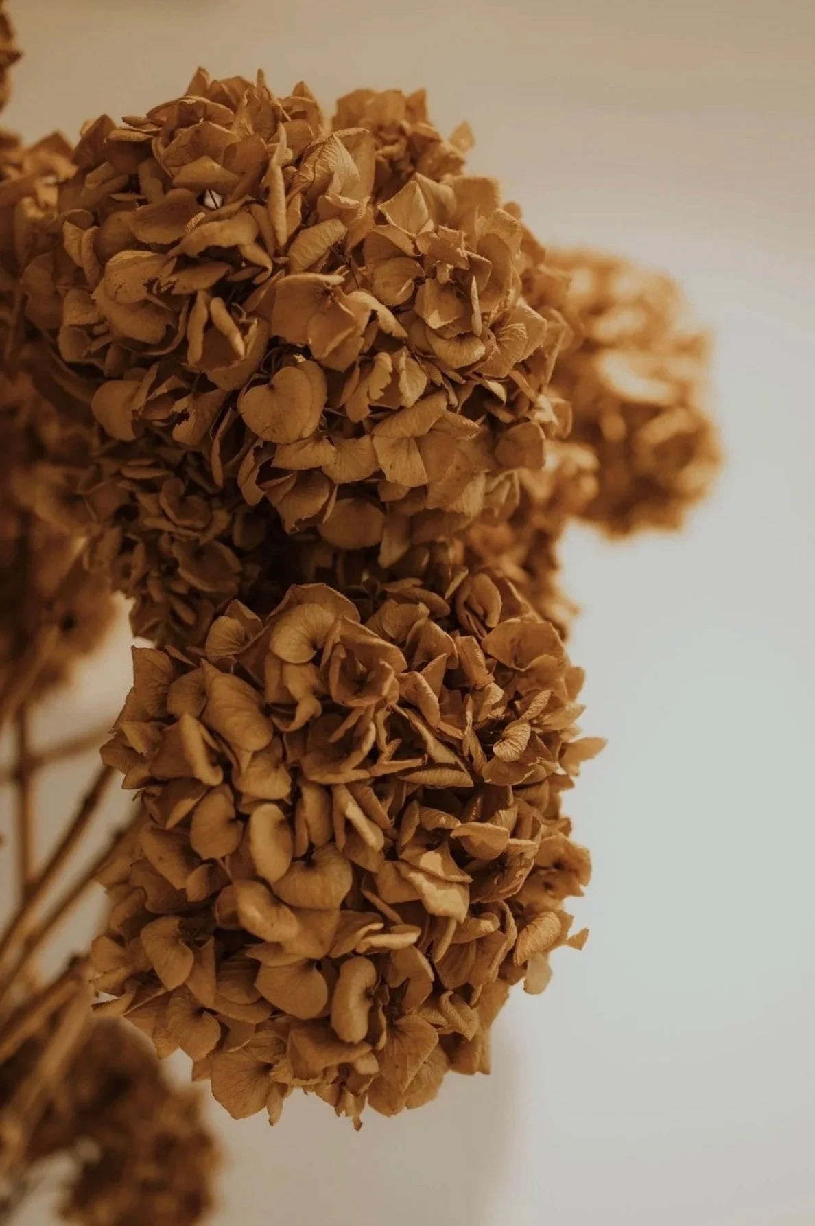 Close-up of dried hydrangea flower clusters with brown petals against a light background.