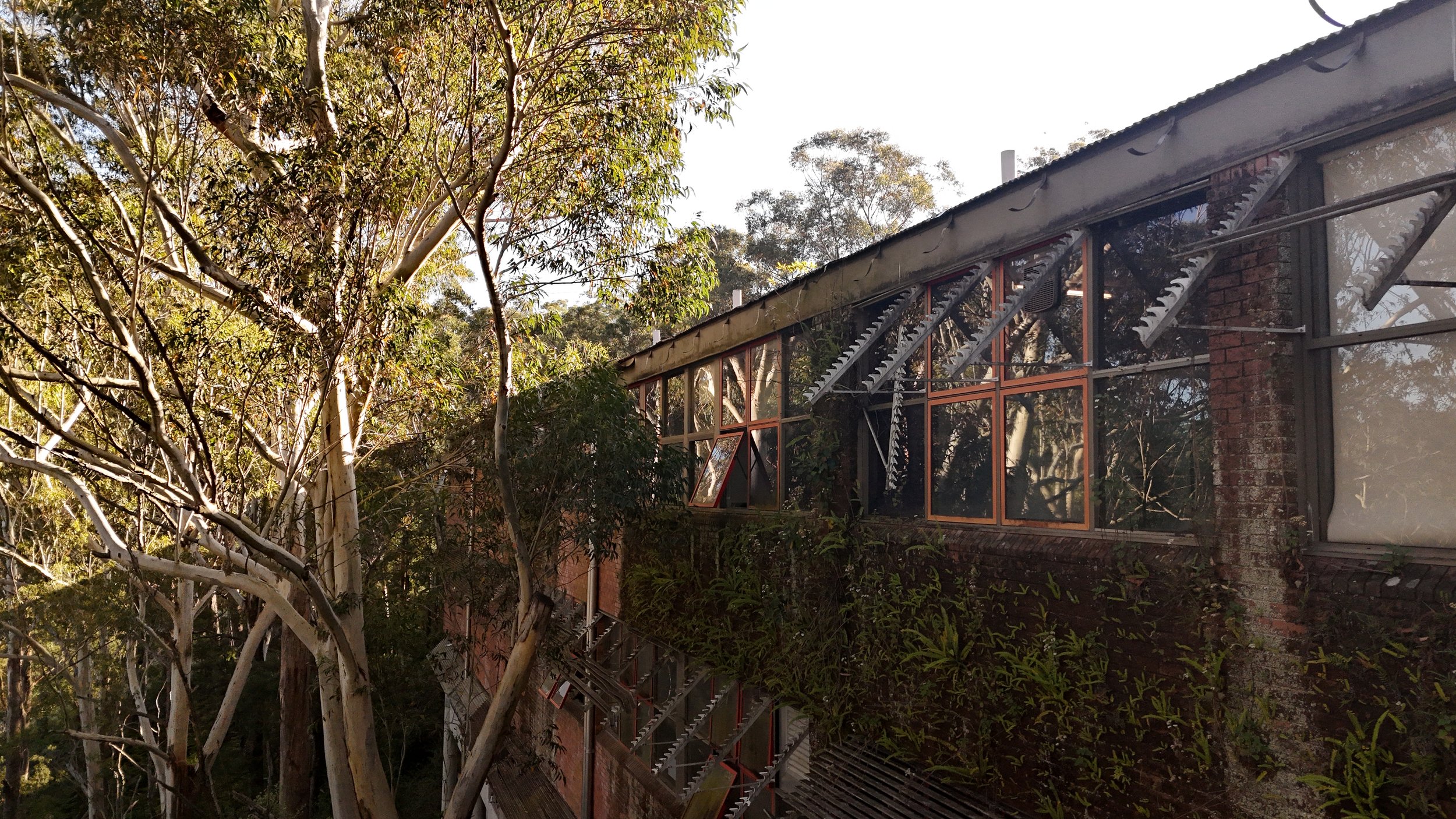 A building with large glass windows surrounded by tall trees with green foliage.