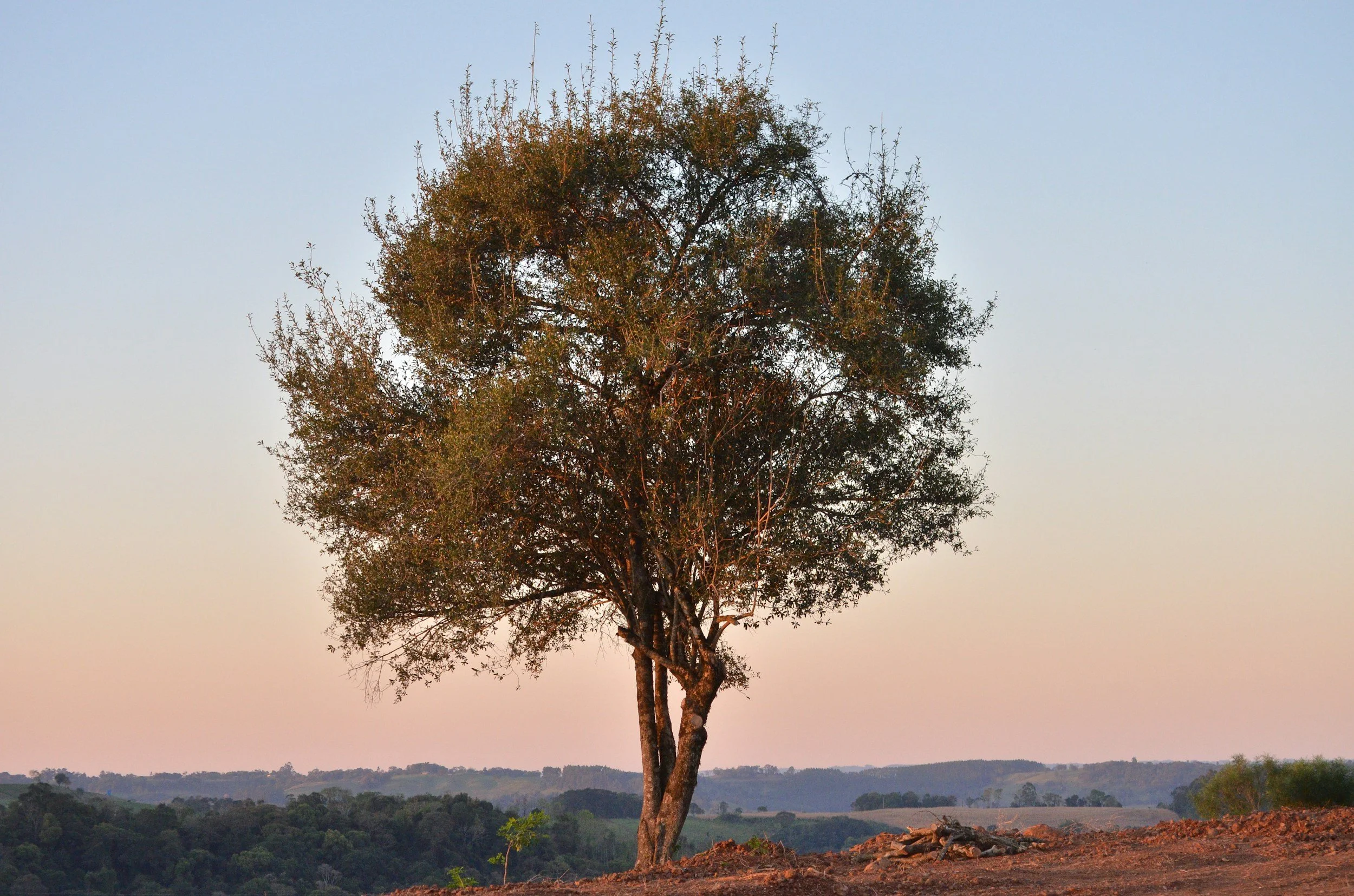 A solitary tree standing on a small hill, with a landscape of rolling hills and a clear sky in the background.