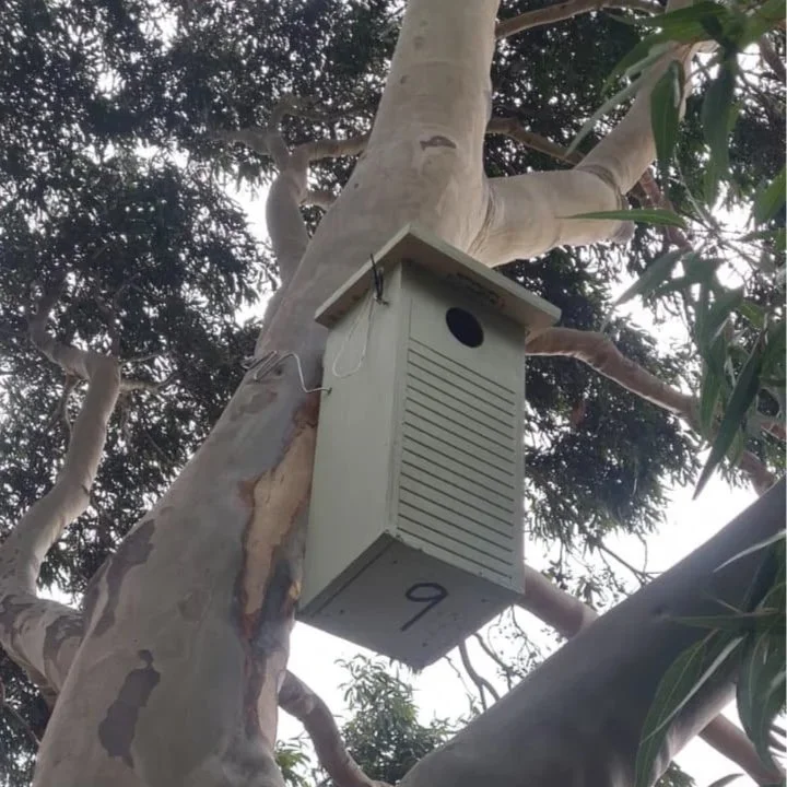 A white birdhouse with a black circular opening, hanging from a branch of a tree with light-colored bark, surrounded by green leaves.