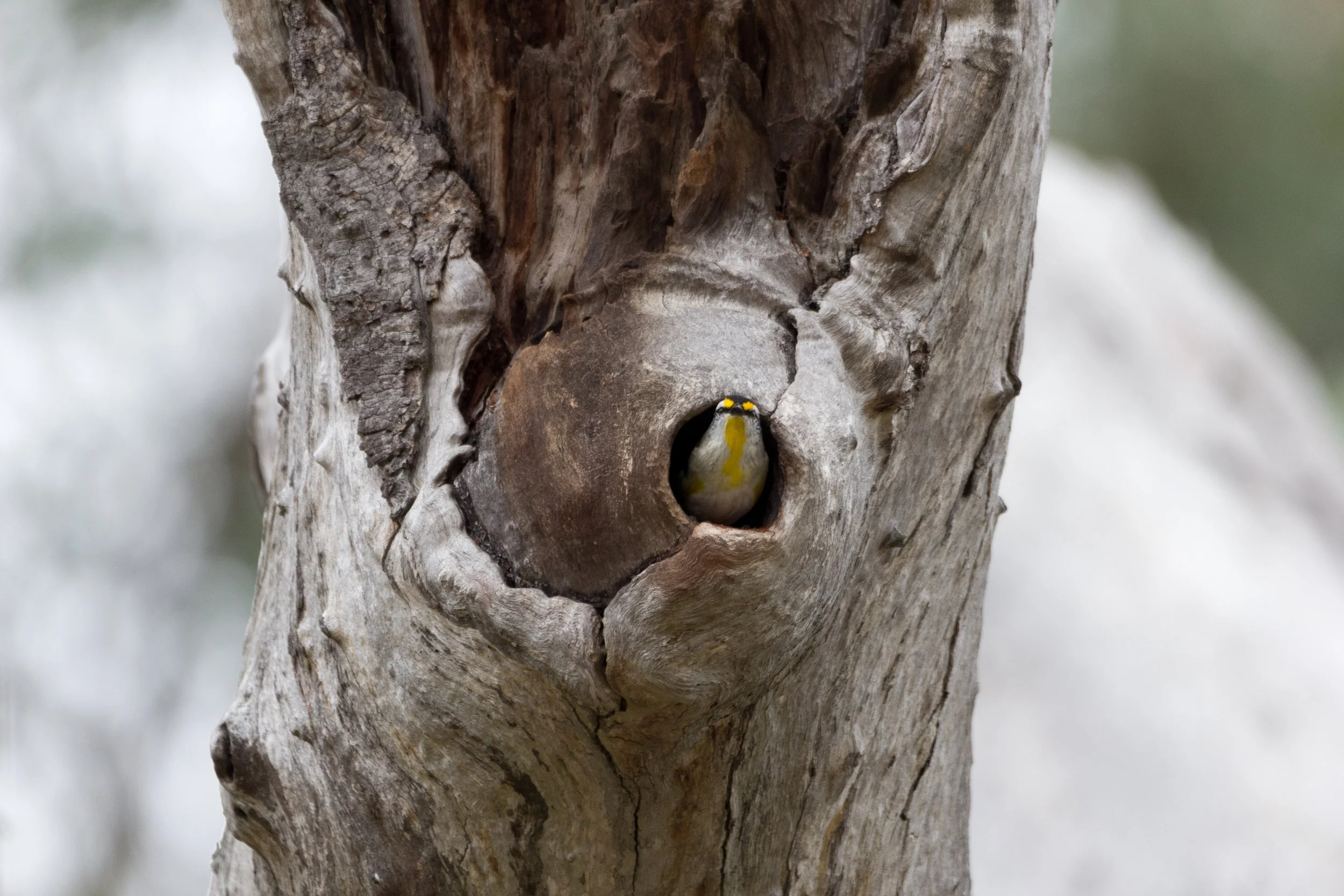 A small yellow bird peeking out from a hollow in a weathered tree trunk.