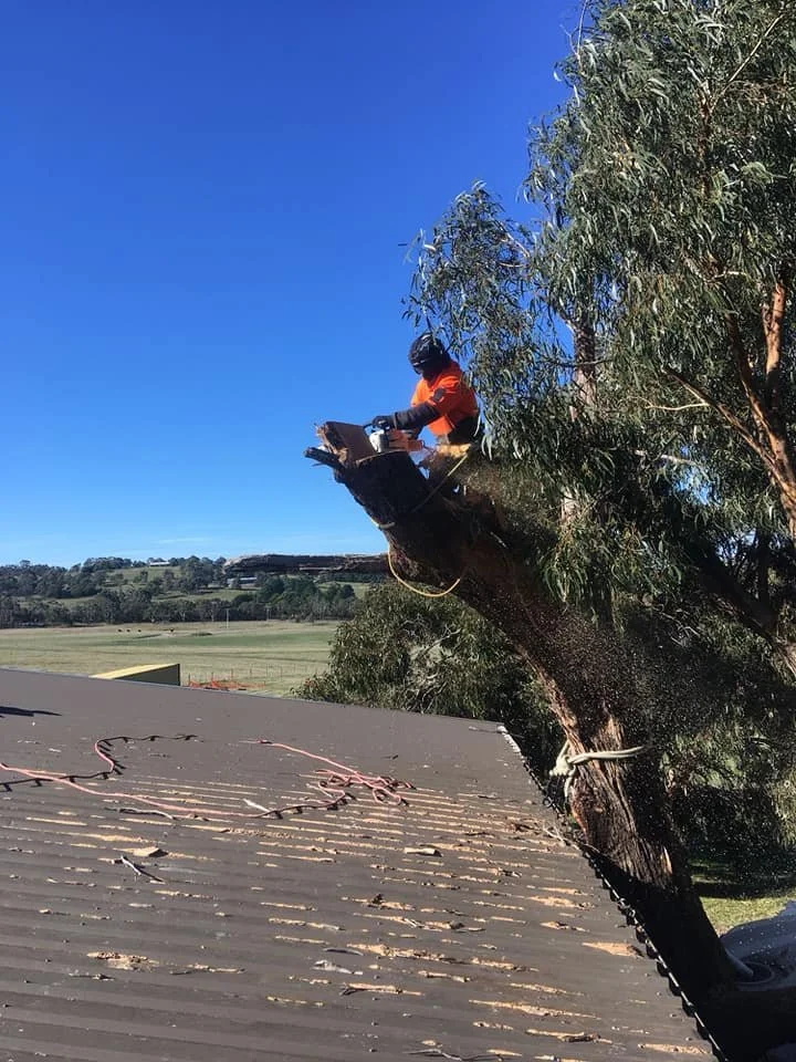 Worker in safety gear trimming a large tree while sitting on a branch above a building roof.