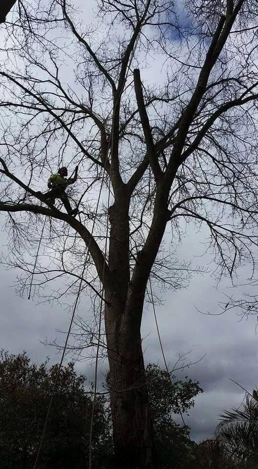 A person wearing safety gear and a helmet climbing or working on a large, leafless tree during overcast weather.