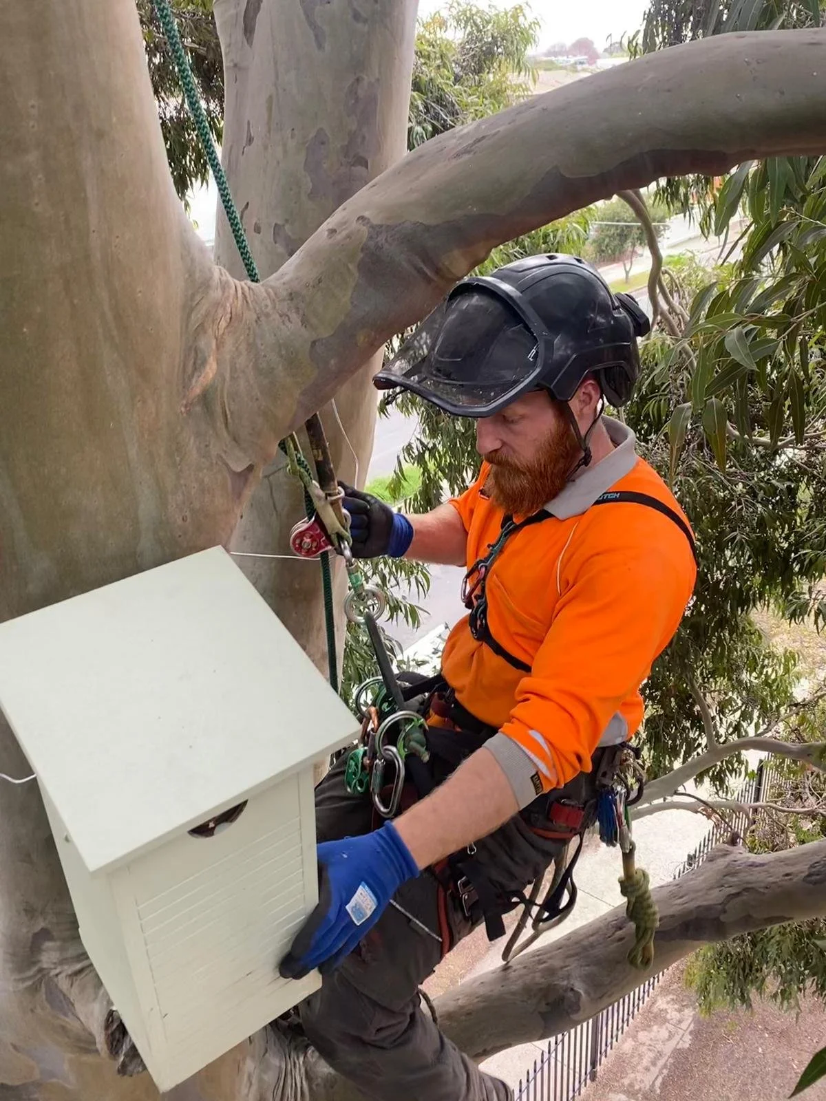 A worker wearing safety gear including a helmet, gloves, and harness, is installing a box on a tree.
