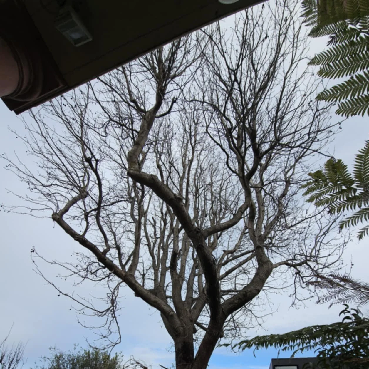 A leafless tree with twisted branches visible against a cloudy sky, with some greenery in the foreground and a building edge at the top.