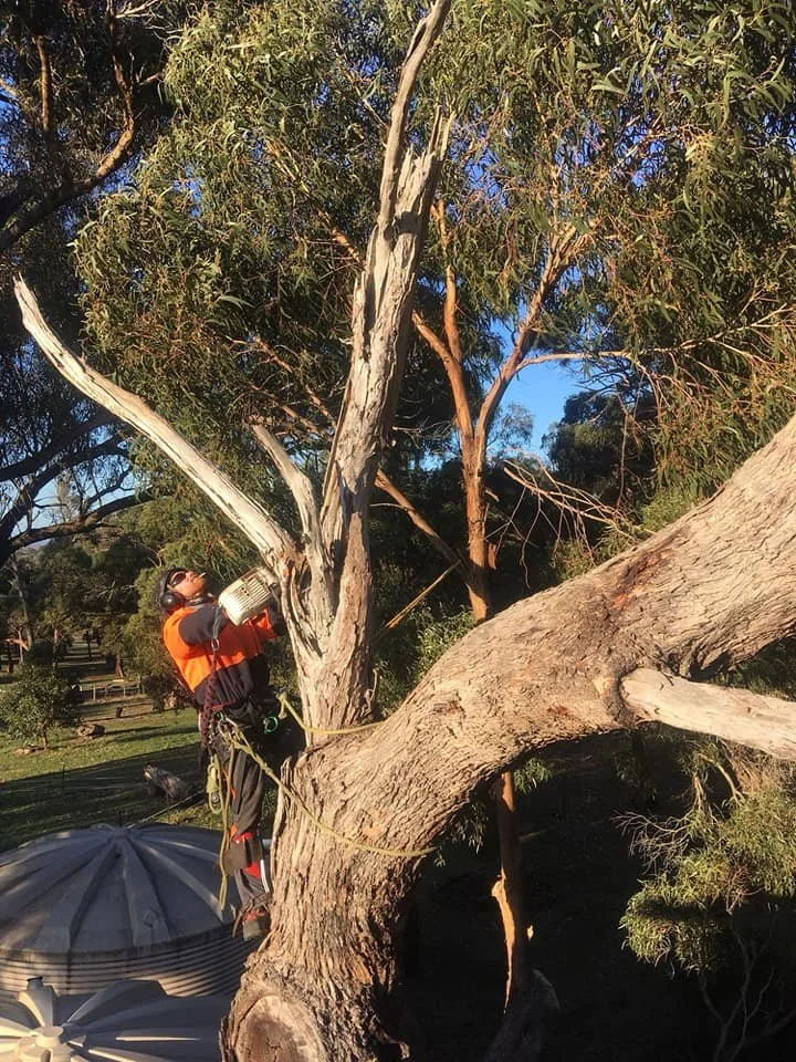Tree worker using safety equipment and a chainsaw to cut a large tree branch.