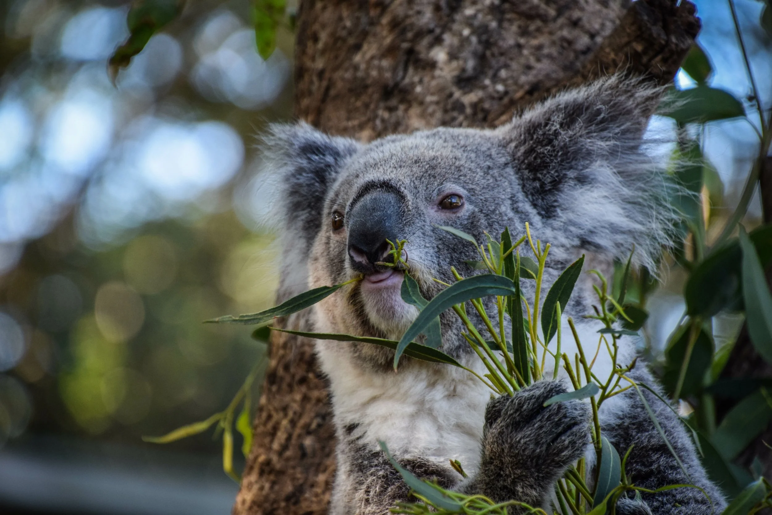 A koala bear climbing a eucalyptus tree and eating leaves.