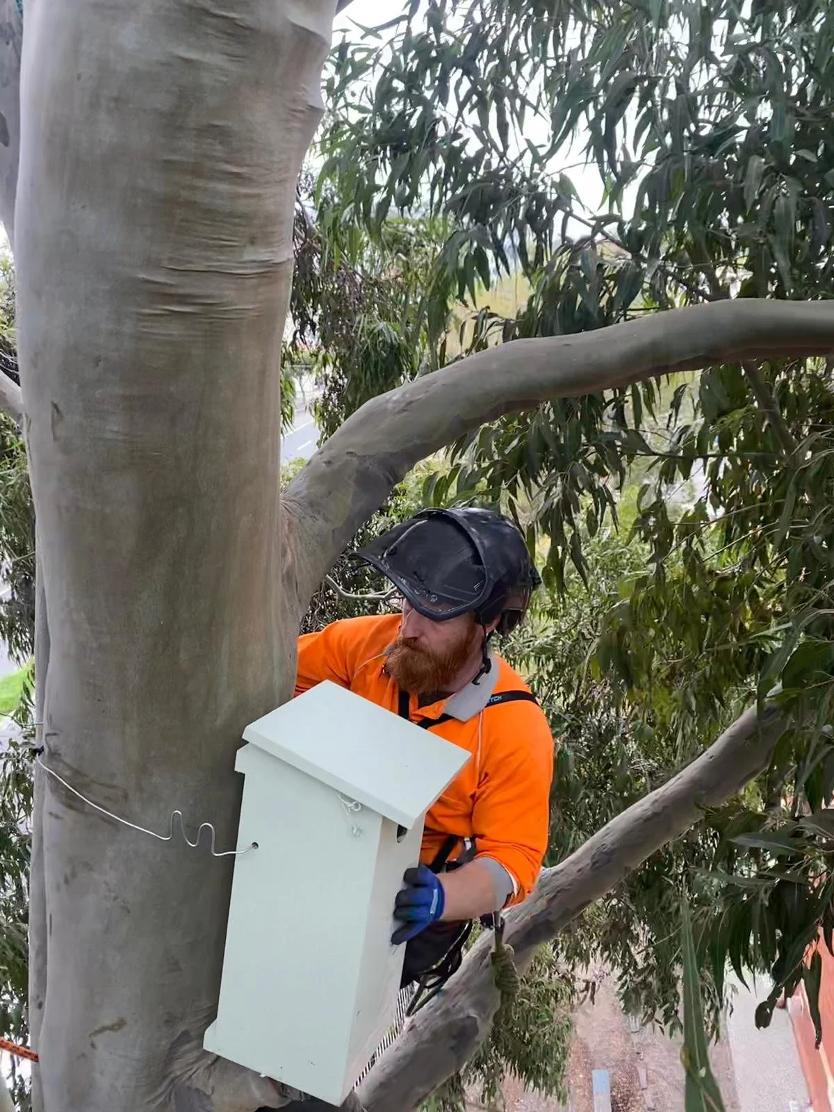 A man wearing an orange shirt, helmet, glasses, and gloves is climbing a tree and handling a white bird box attached to the trunk.