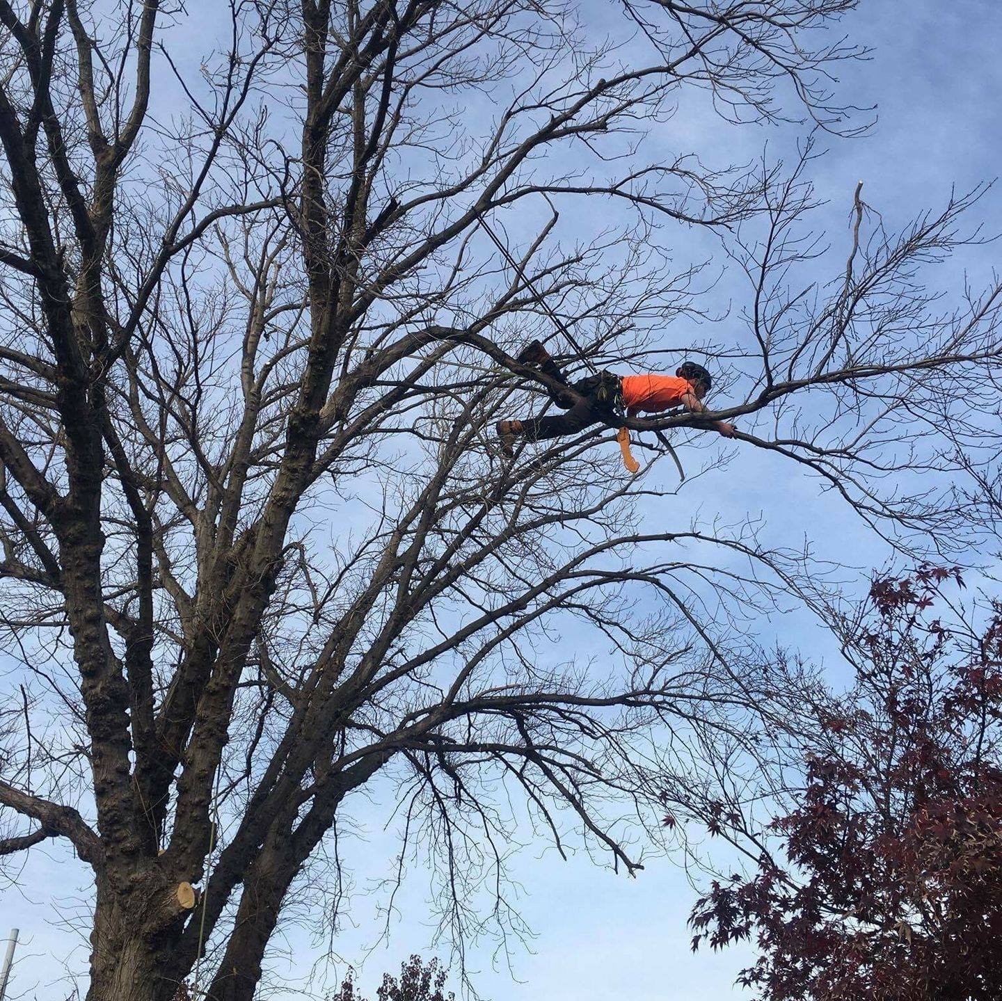 A person wearing an orange shirt and black helmet is climbing a tall, leafless tree using a harness and safety ropes.