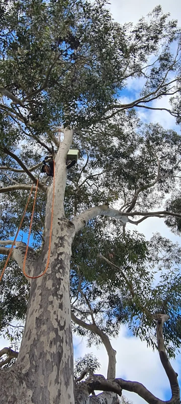 Tree climber using ropes and a harness to access a birdhouse up high in a tall tree with green leaves and a partly cloudy sky.