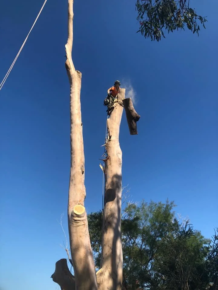 A person in safety gear cutting a tall tree with a chainsaw, high above the ground against a clear blue sky.