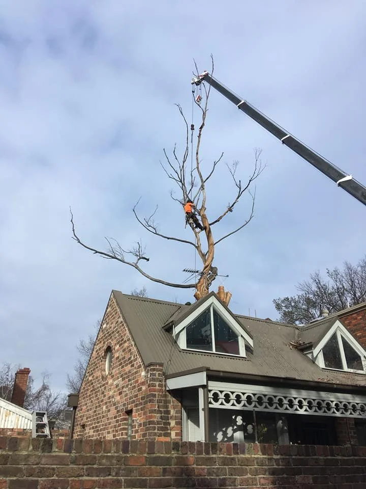 Tree trimming worker in orange shirt working on a tall, leafless tree on the roof of a brick house with a crane lifting the tree.