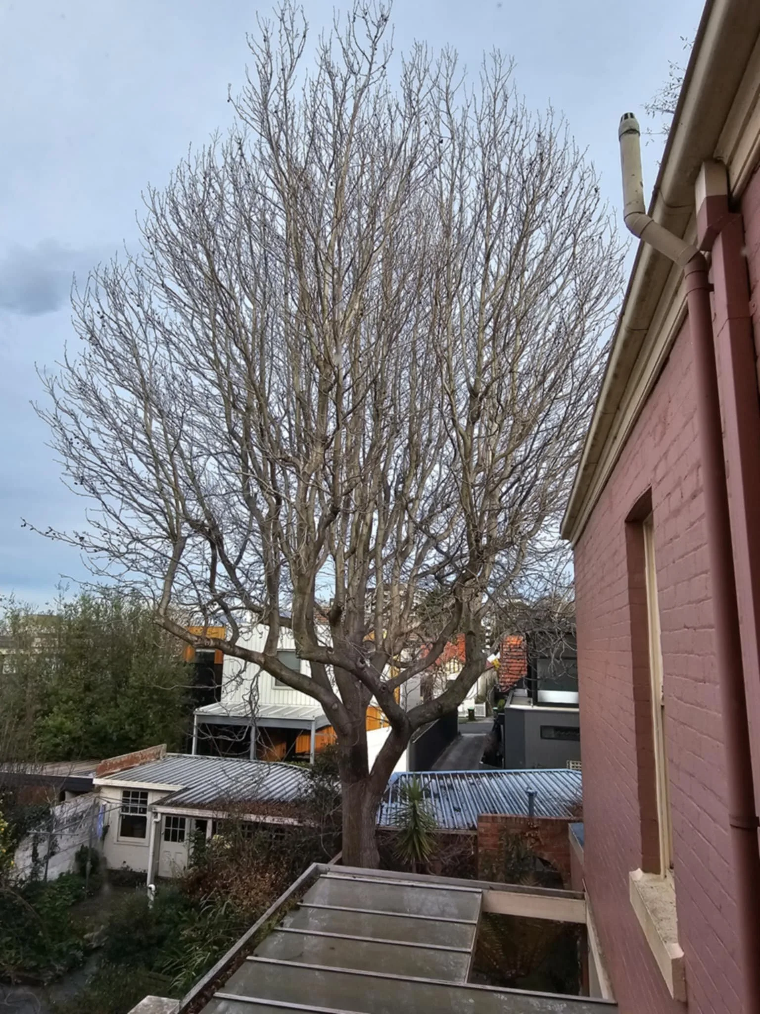 View of a leafless tree in a residential backyard, with neighboring houses and overcast sky in the background.