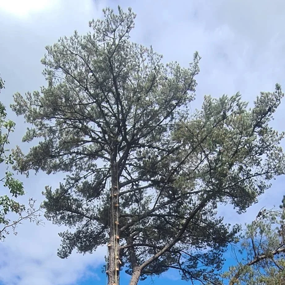 Tall pine tree with a climbing rope hanging from the top, against a partly cloudy sky.