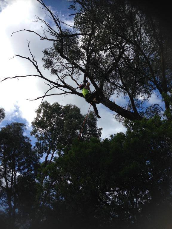 Person climbing a tall tree with a harness and rope, surrounded by leafy trees and a partly cloudy sky.