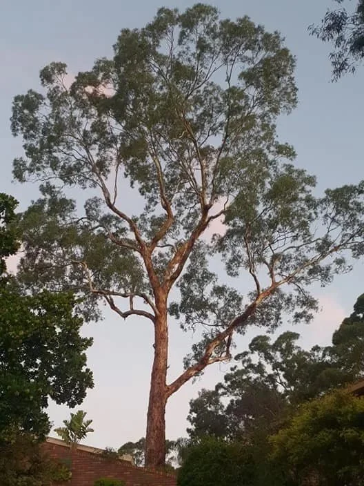 A tall tree with a thick, straight trunk and sparse, green foliage at the top, standing against a clear evening sky in a natural outdoor setting.