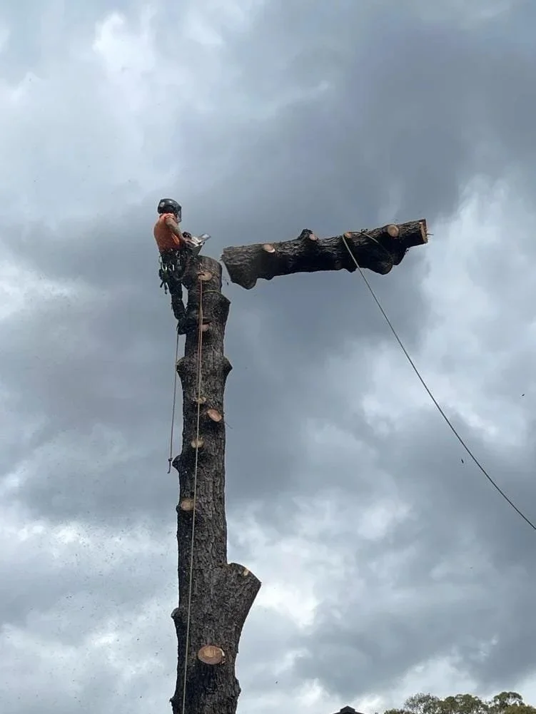 Tree cutter standing on a tall, cut tree trunk with a stormy sky in the background, using safety gear, cutting or inspecting the top part of the tree.