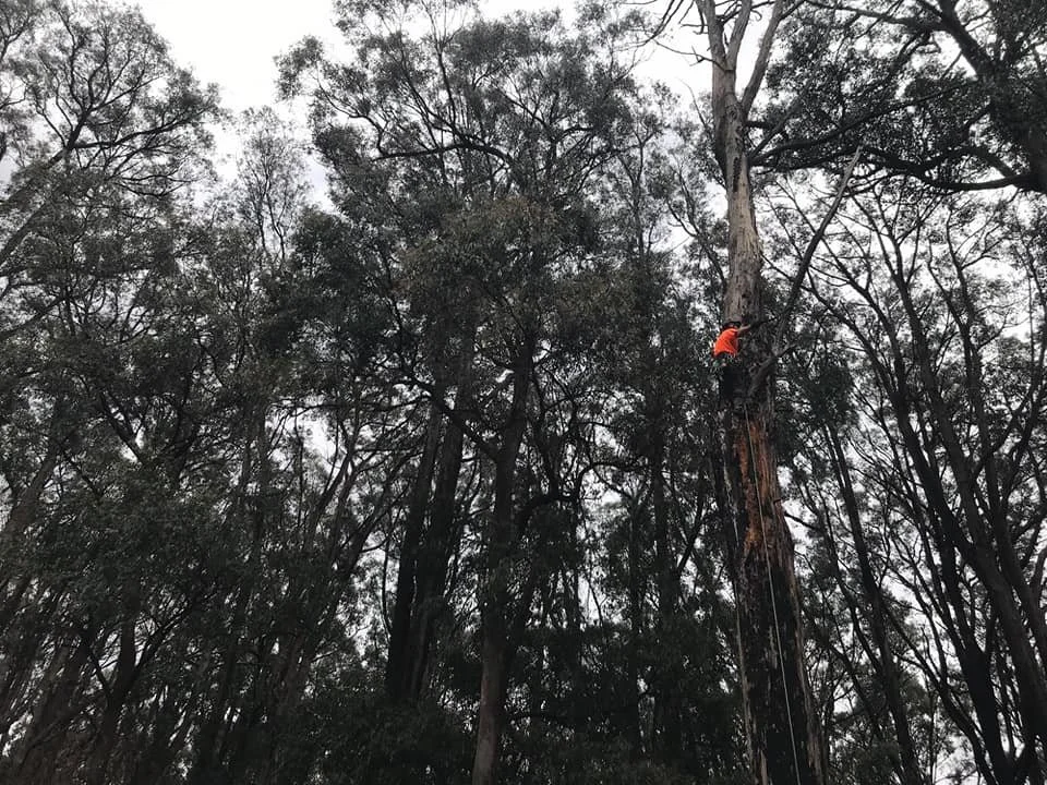 A person climbing a tall tree in a dense forest, wearing an orange shirt.