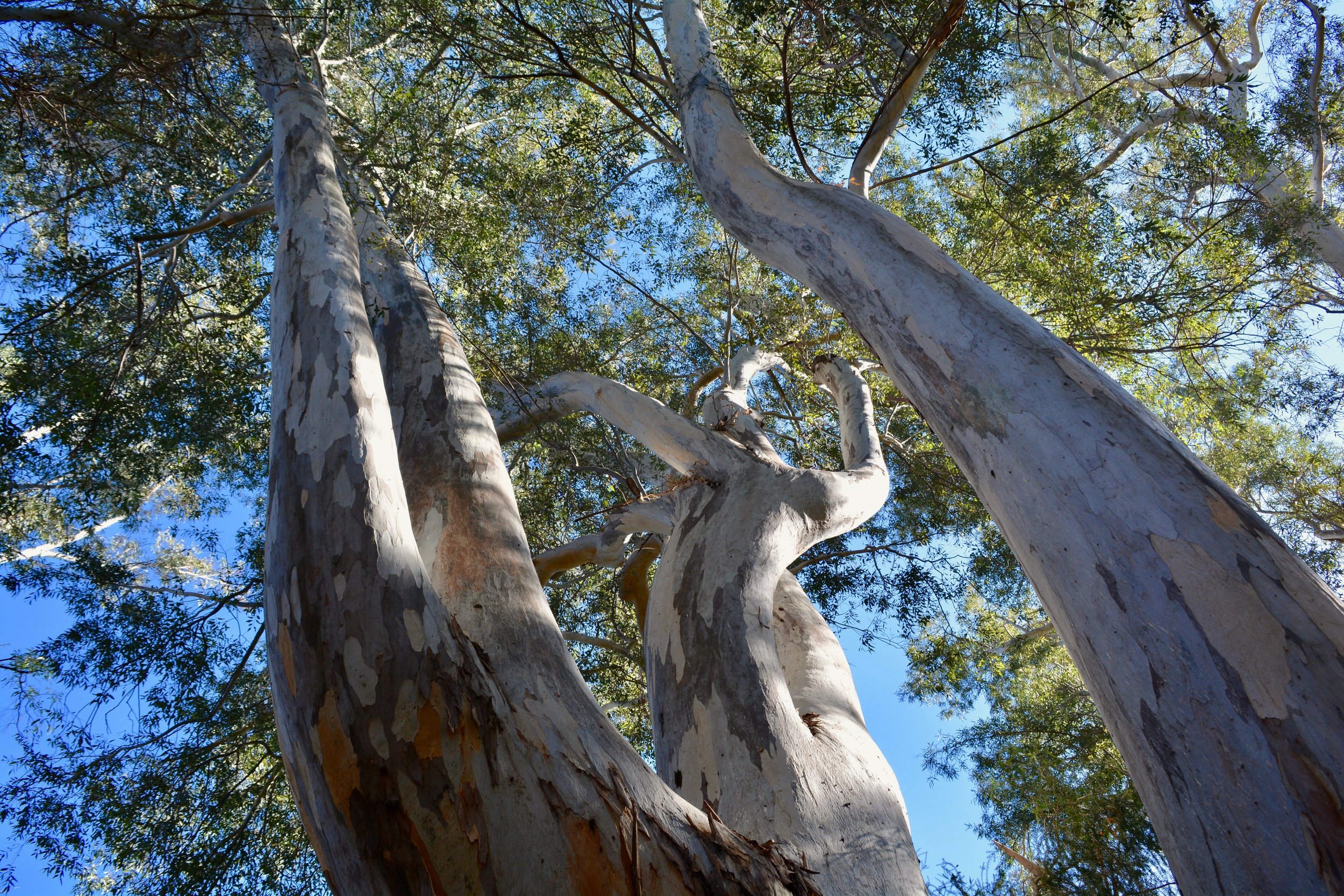 Low-angle view of tall eucalyptus trees with smooth, peeling bark and green leaves against a clear blue sky.