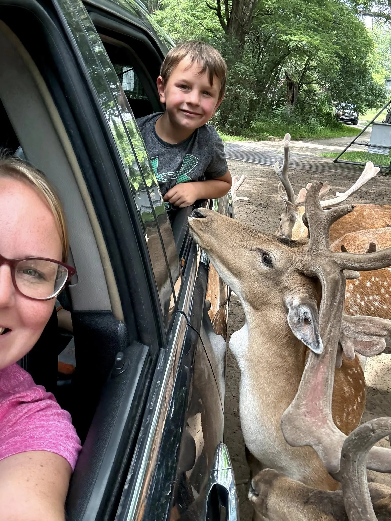 A woman and a young boy enjoy a close encounter with deer through the open window of a vehicle at a wildlife park. The deer are nuzzling the boy's face as they stand on the ground outside.