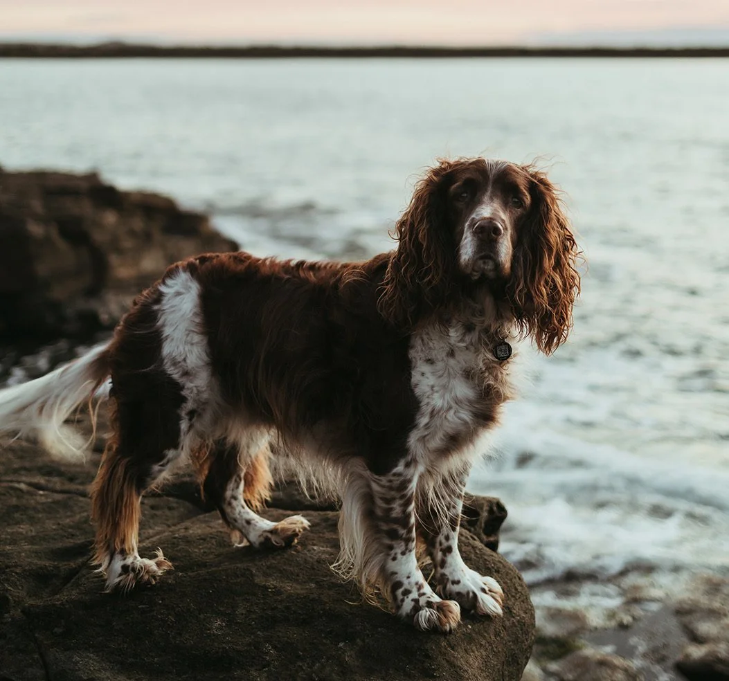 English Springer Spaniel on Turner's breakwall at dusk
