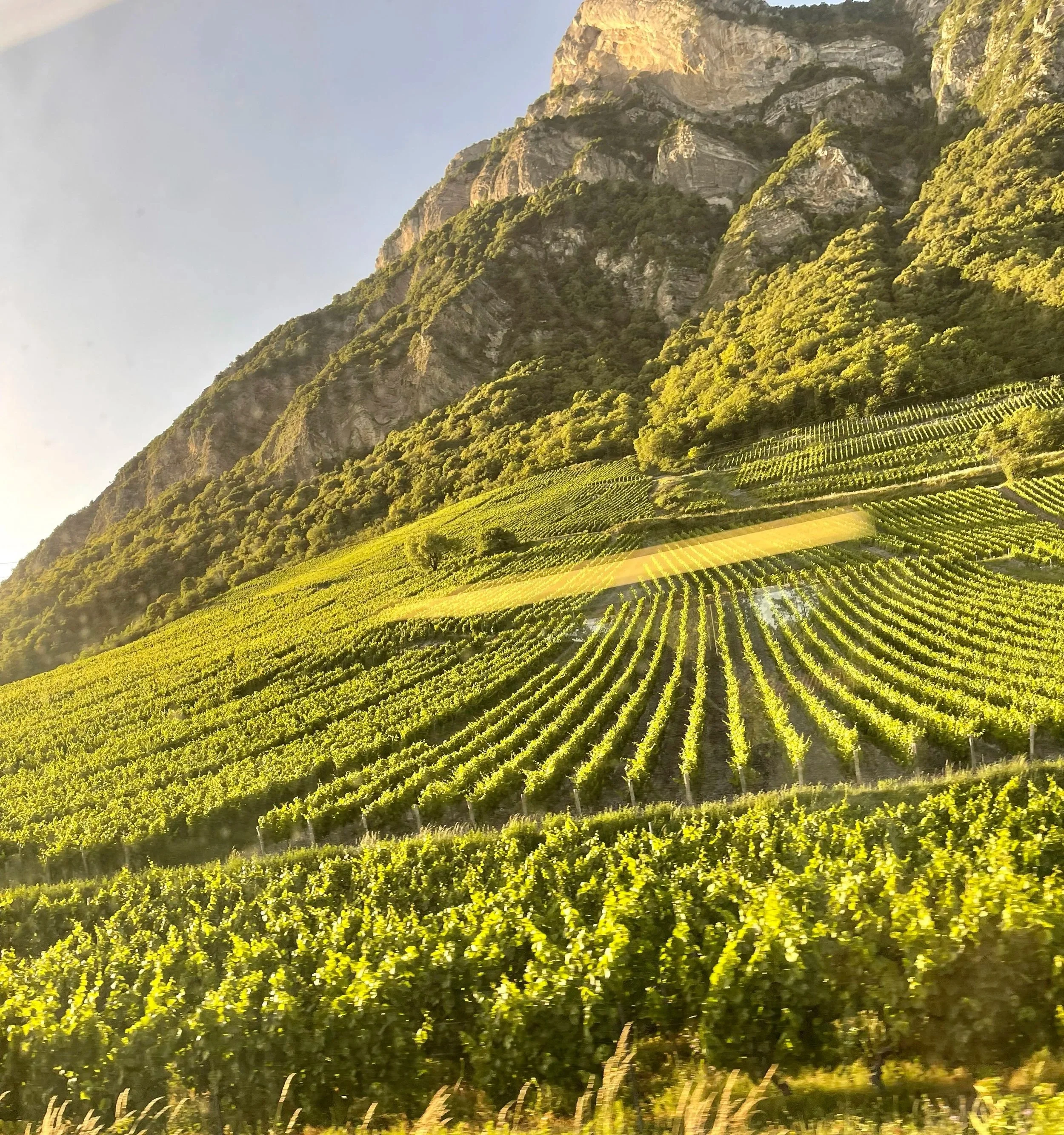 Terraced vineyards climbing toward rocky cliffs