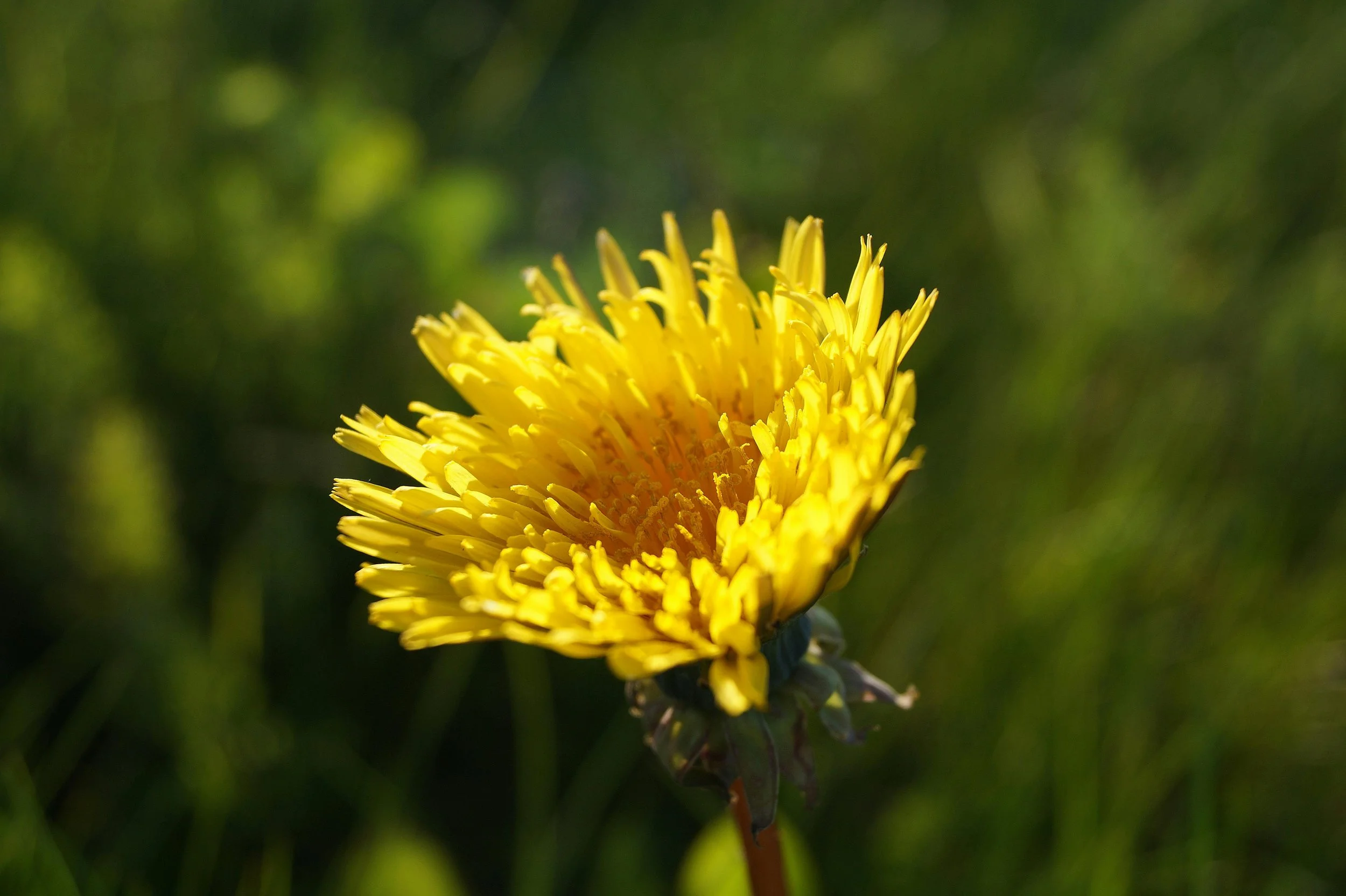 The powerful and amazing beneficial Dandelion Oil (Heavy Metal Detoxifier)