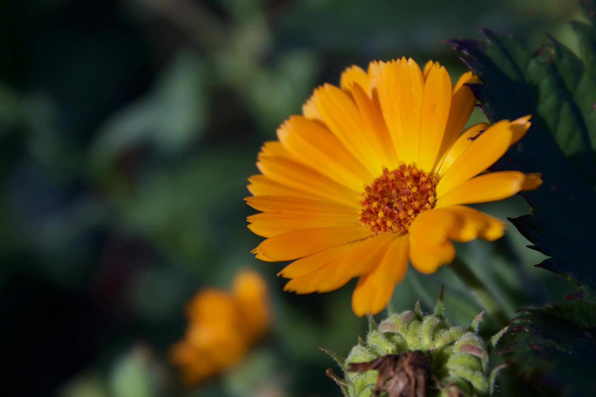 Calendula and its antiseptic & antimicrobial properties