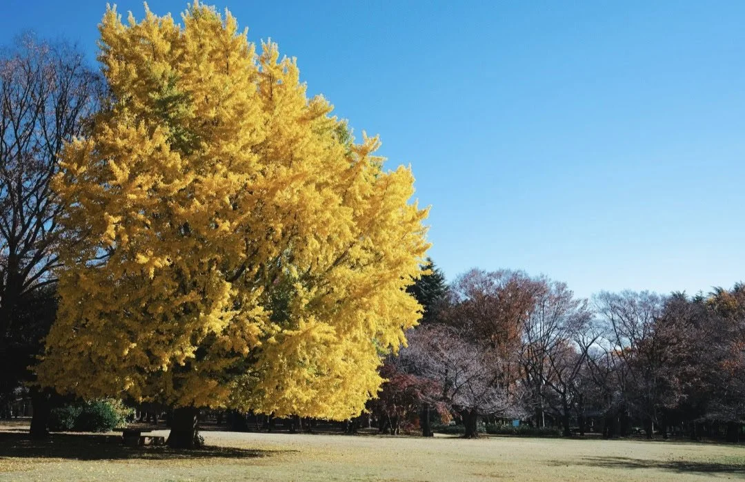 A yellowish orange tree in a field with other trees on a summer day