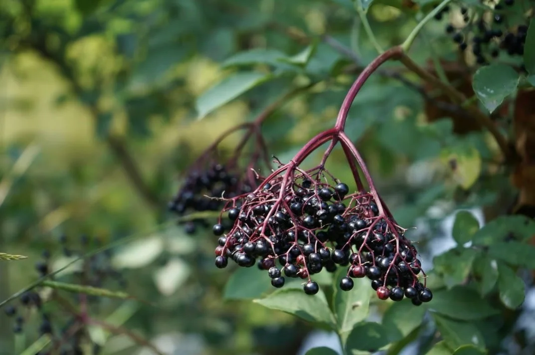 The amazing health benefits of elderberry for your fever, colds, and viral infections