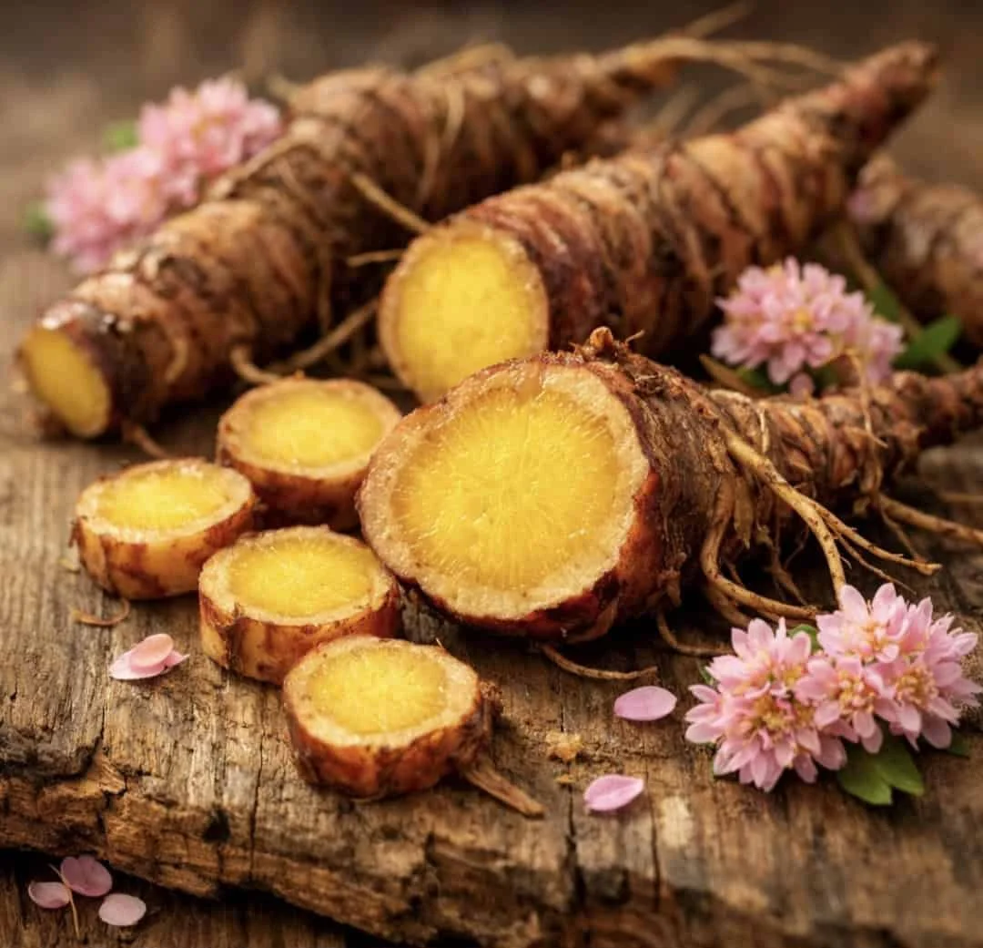 Fresh Rhodiola Rosea golden root cut open showing yellow interior with pink flowers on wooden surface
