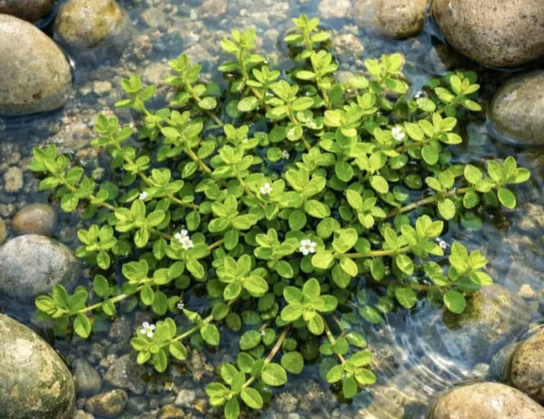 Fresh Bacopa Monnieri plant growing in natural wetland habitat with green leaves and clear water
