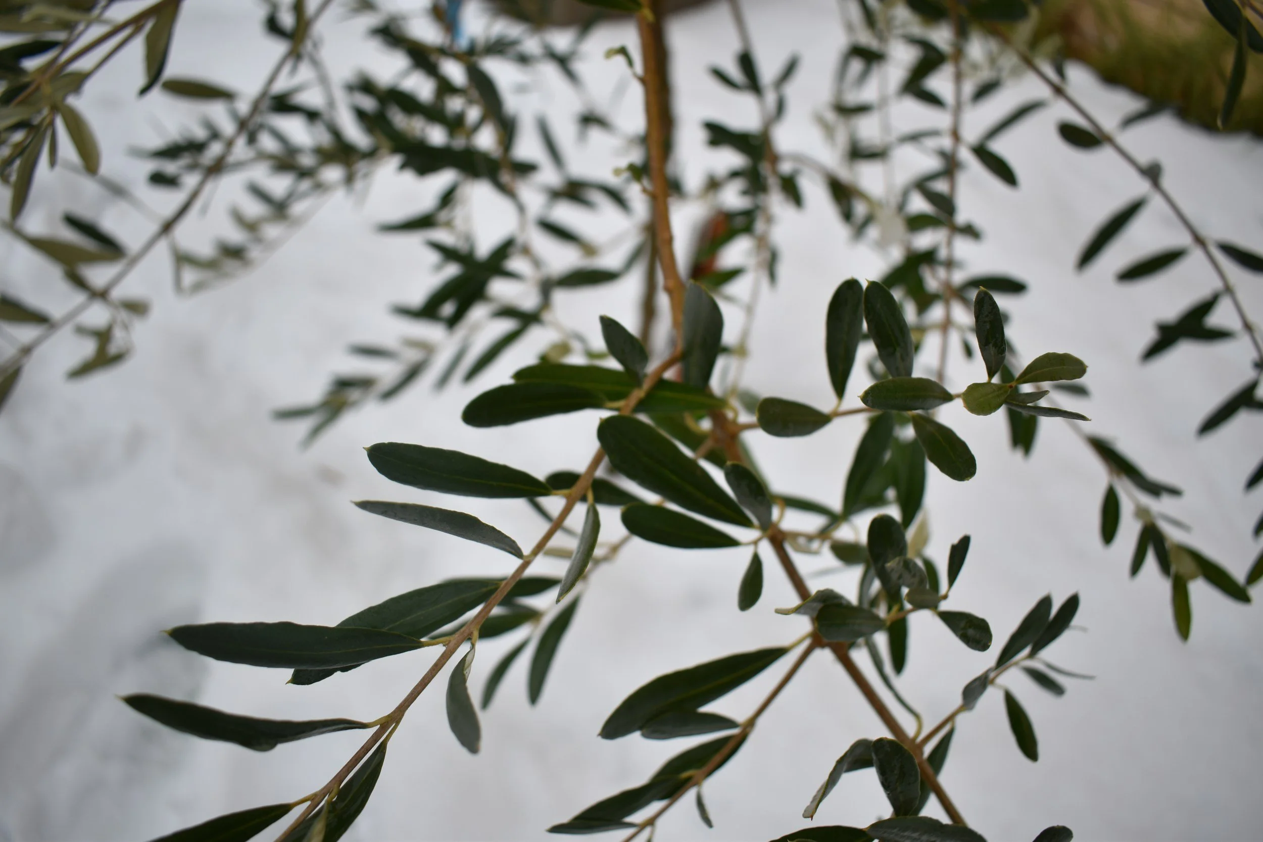 Close-up of green leaves on a thin branch, with a blurred white background.