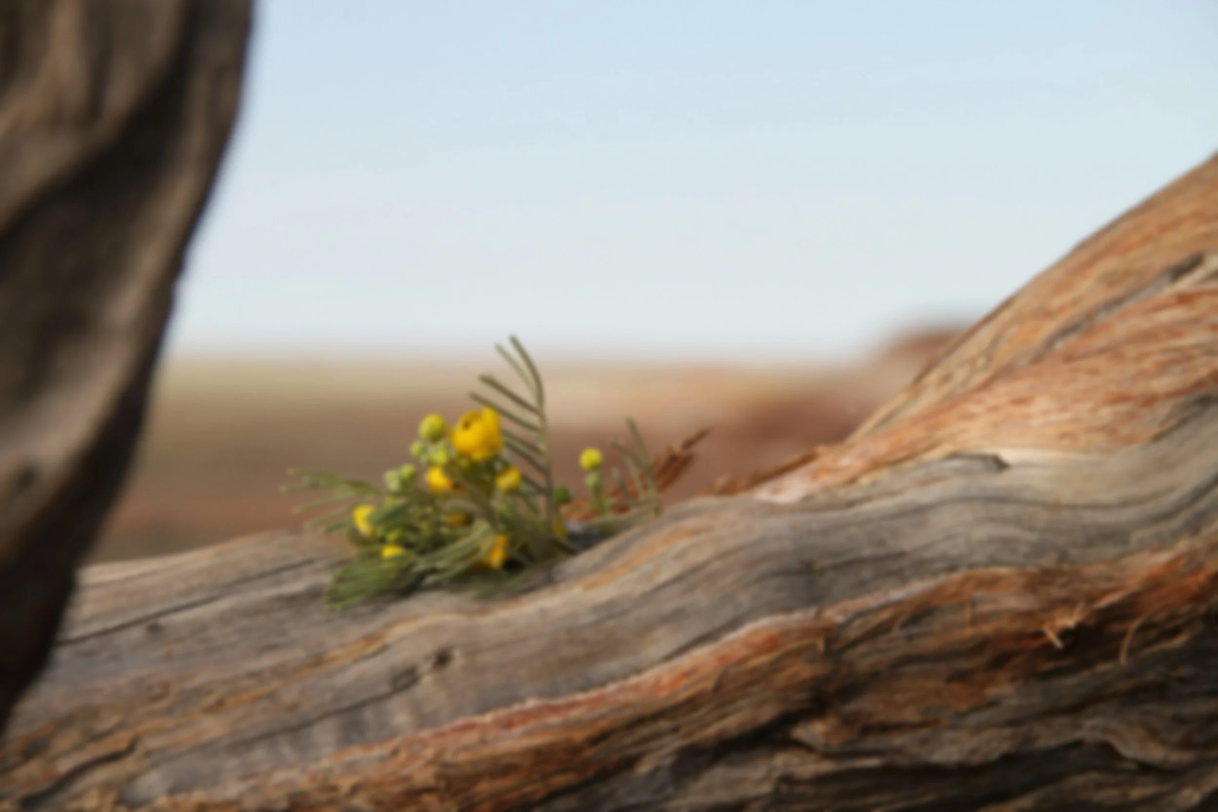 Yellow flowers resting on a weathered piece of driftwood outdoors with a blurred background and a wood log on the left.
