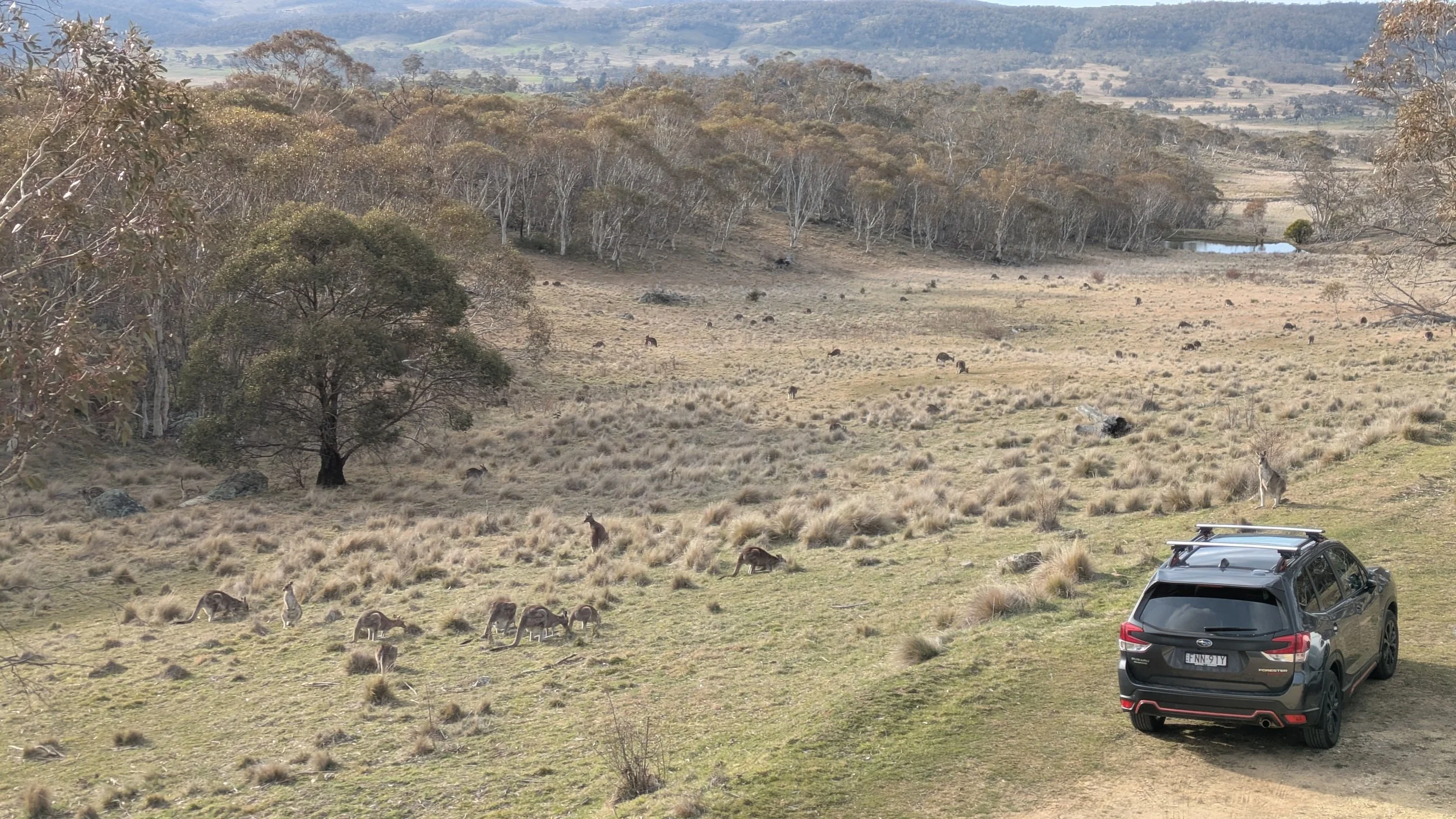 Kangaroos Ranview.jpg