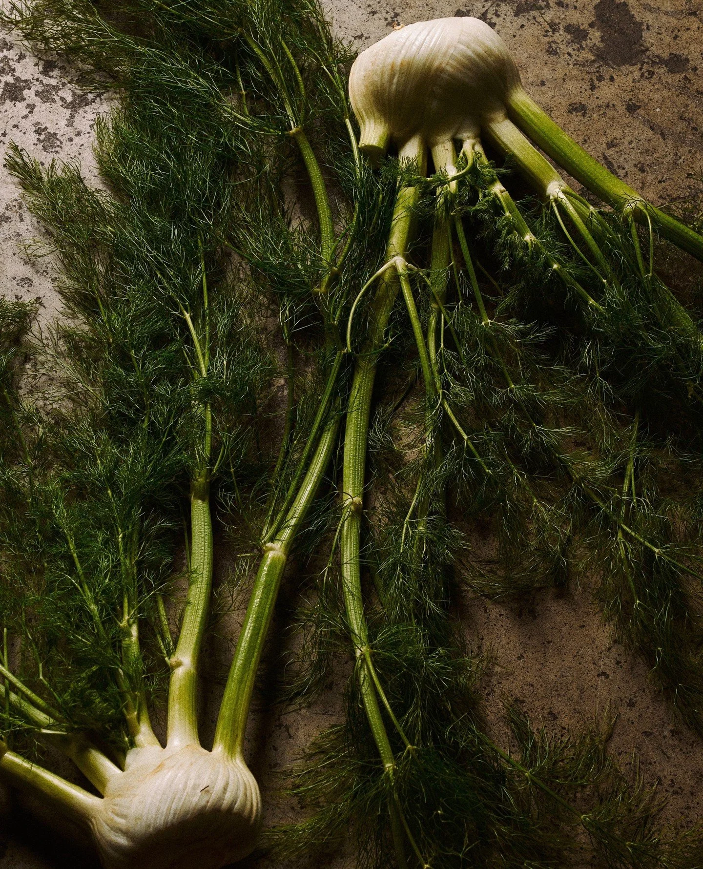 DISTINCTLY FENNEL.⁠
⁠
Crisp, white bulbs rise into feathery green fronds, each layer offering a delicate crunch and subtle aniseed aroma.⁠
Fennel is as versatile as it is elegant&mdash;perfect roasted, thinly shaved in salads, or infused into broths 