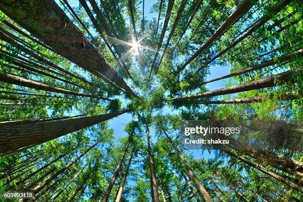 gettyimages-603903118-612x612.jpg
