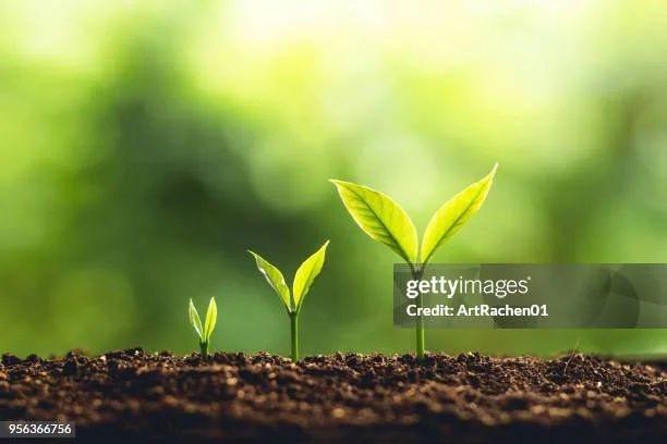 gettyimages-956366756-612x612.jpg