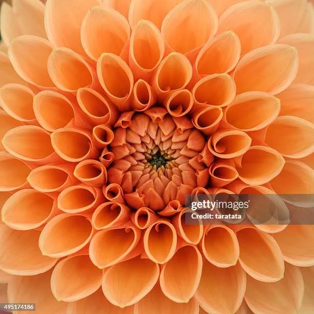 gettyimages-495174186-612x612.jpg