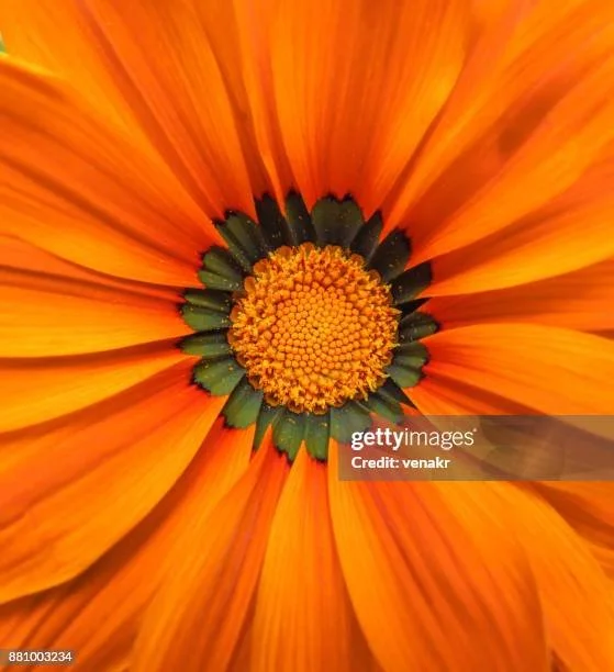 gettyimages-881003234-612x612.jpg