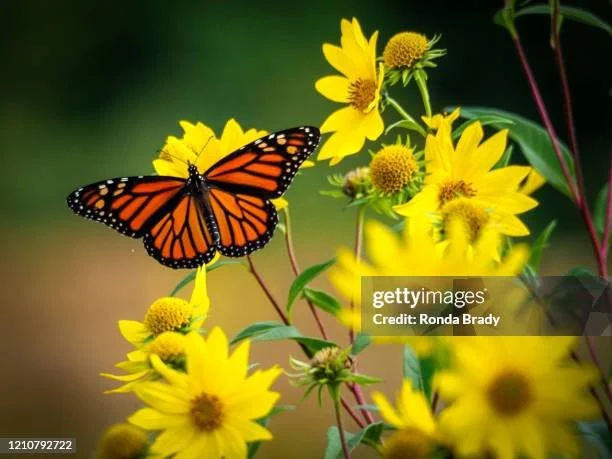 gettyimages-1210792722-612x612.jpg