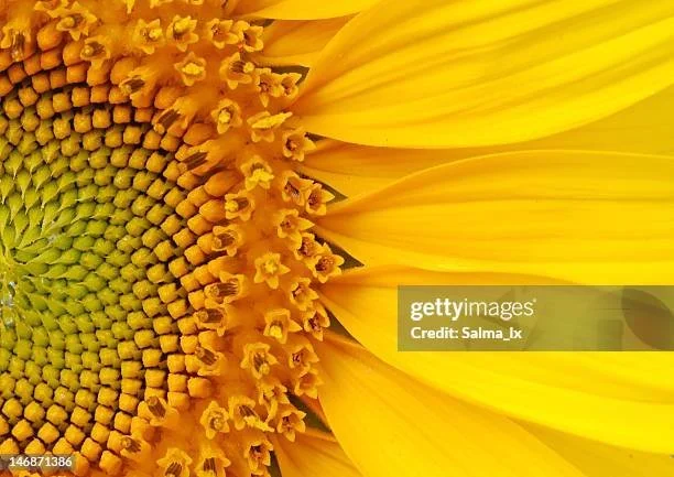 gettyimages-146871386-612x612.jpg