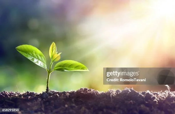 gettyimages-658291850-612x612.jpg
