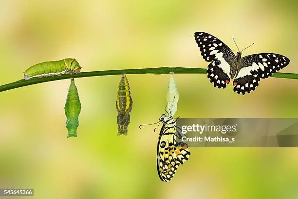 gettyimages-545645366-612x612.jpg
