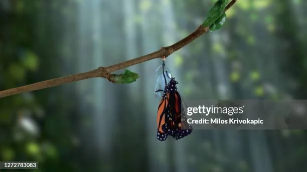 gettyimages-1272783083-612x612.jpg